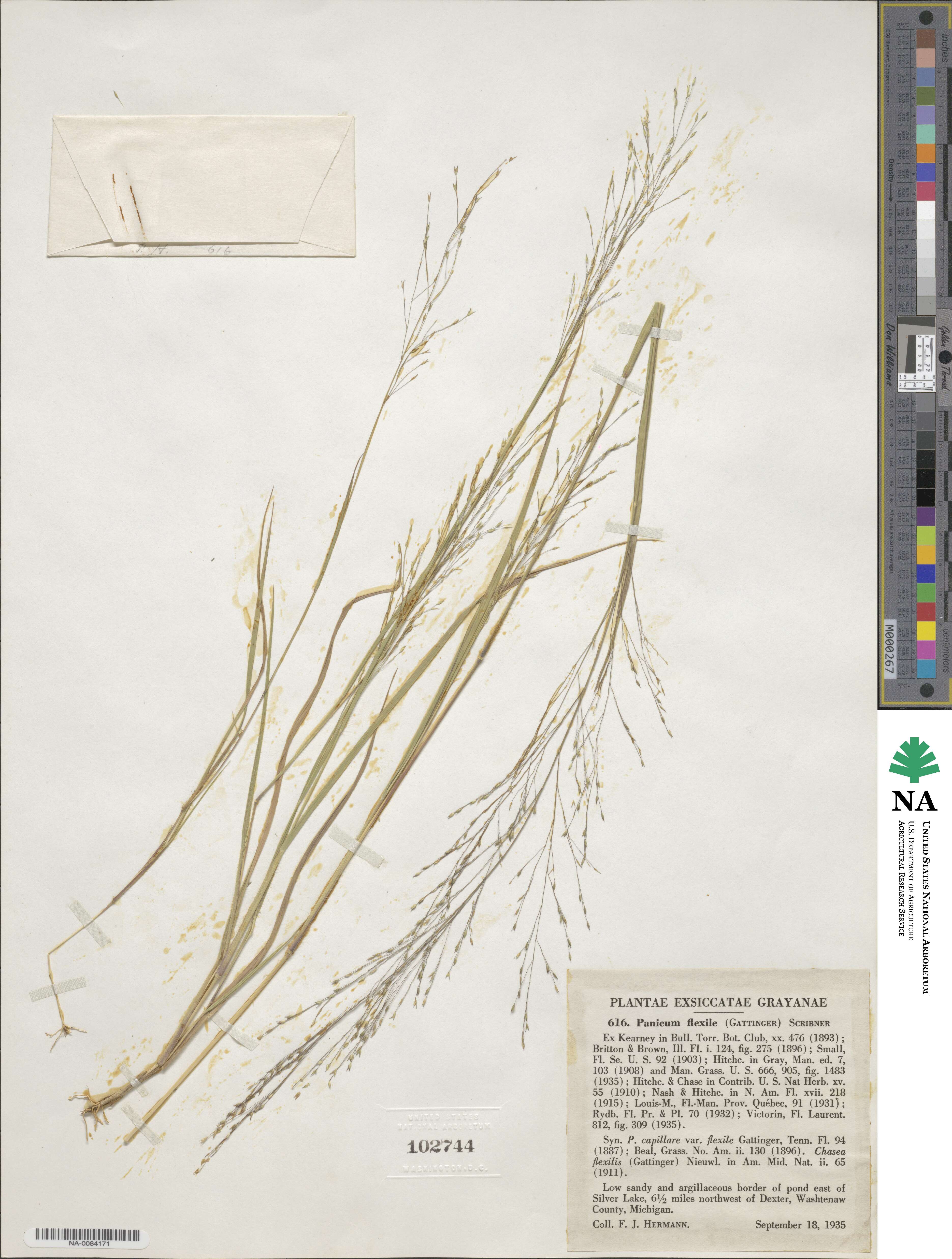 Panicum flexile image