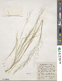 Panicum flexile image