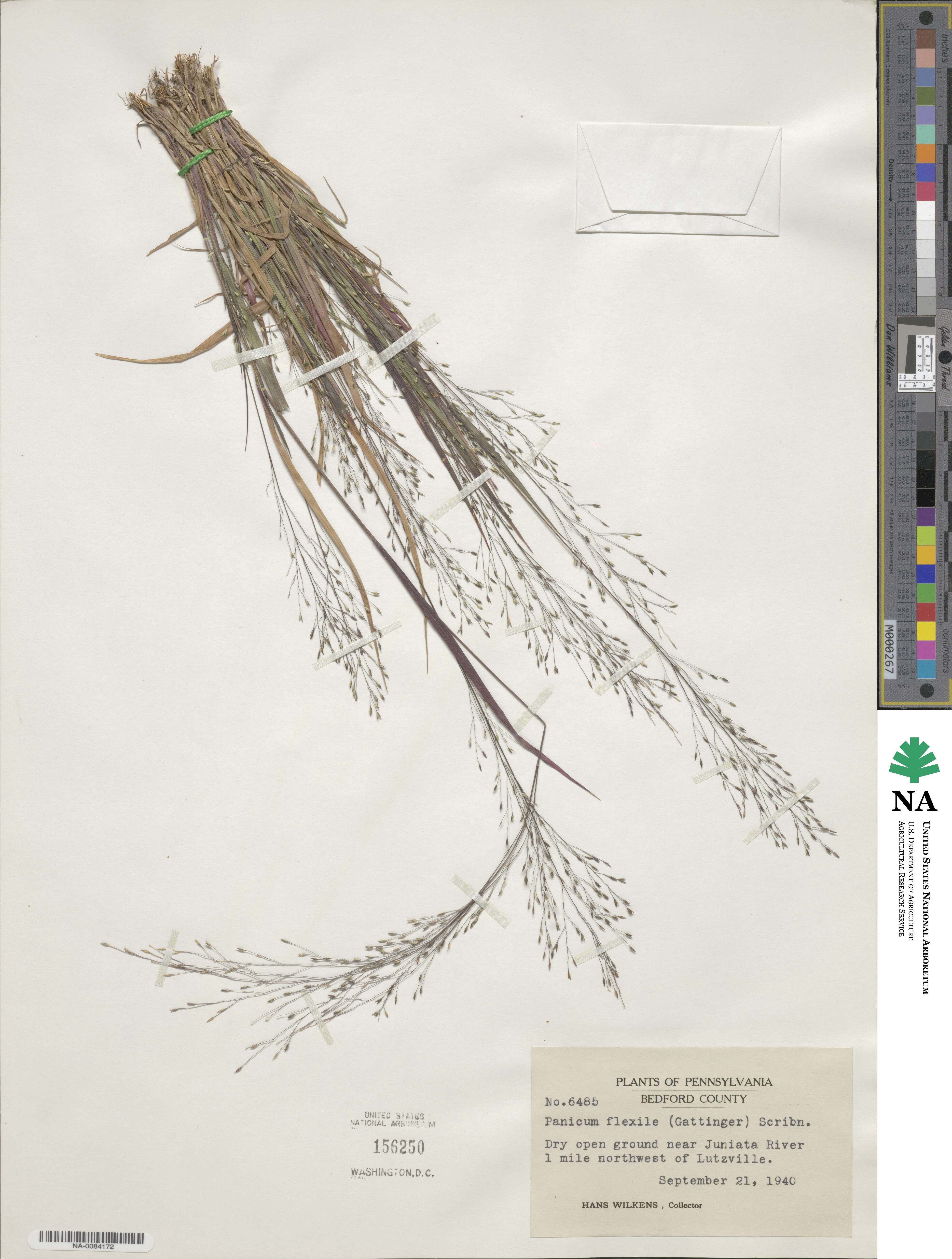 Panicum flexile image