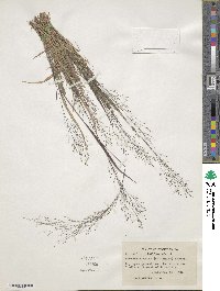 Panicum flexile image