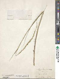 Setaria geminata image