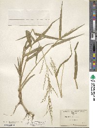 Urochloa fusca image