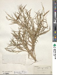 Urochloa fusca image