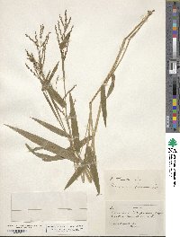 Urochloa fusca image