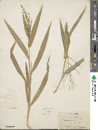 Urochloa fusca image