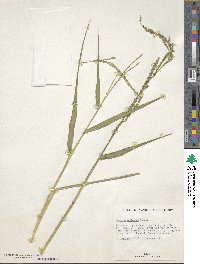 Setaria geminata image