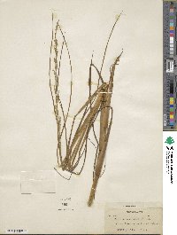 Setaria geminata image