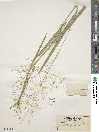 Panicum ghiesbreghtii image