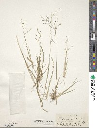 Panicum virgatum image