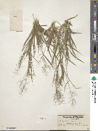 Dichanthelium ensifolium var. ensifolium image