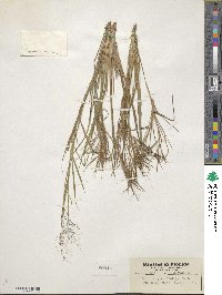 Dichanthelium ensifolium var. ensifolium image