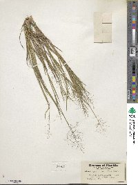 Dichanthelium ensifolium image