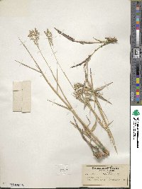 Image of Panicum gouinii