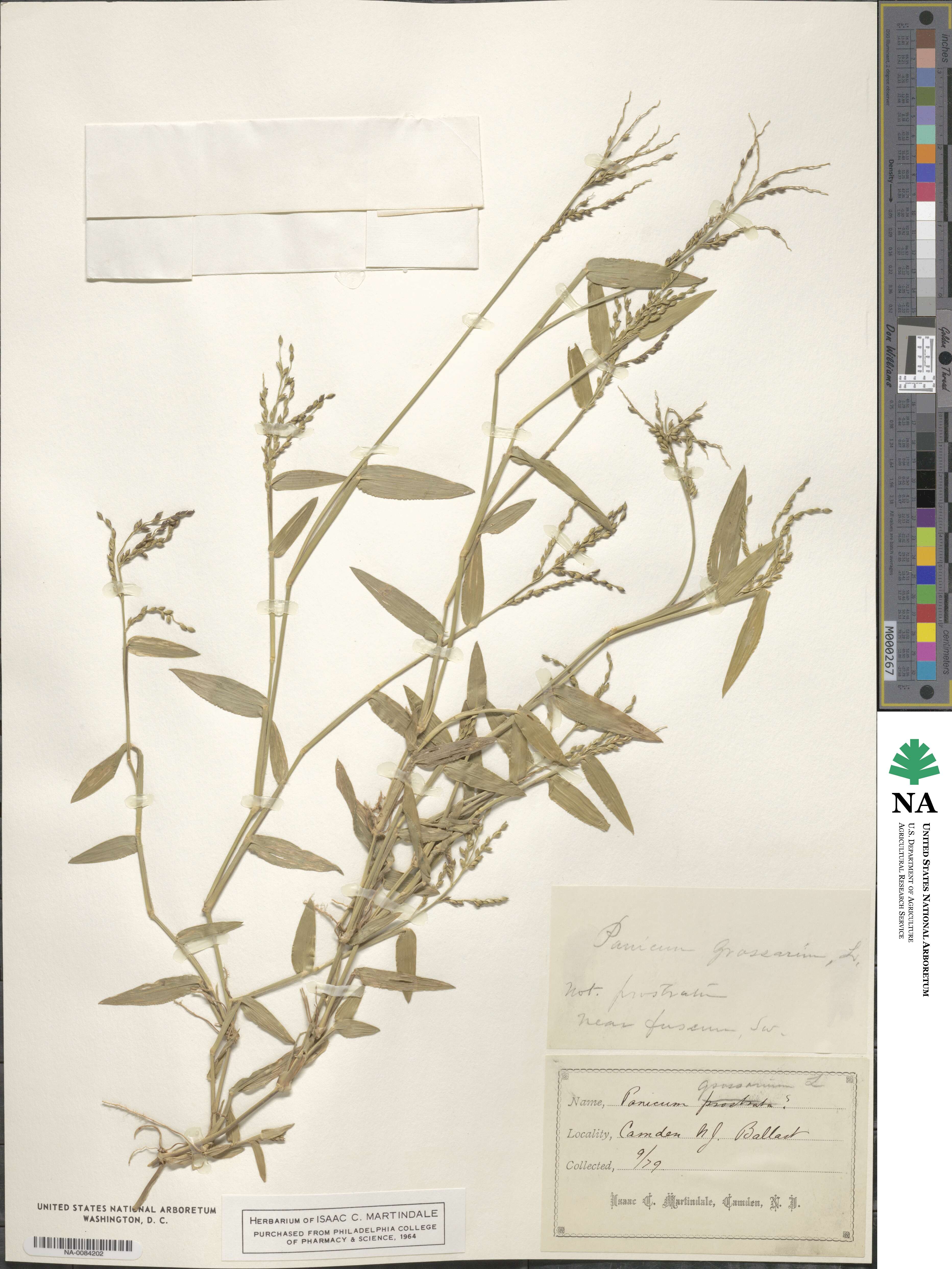 Urochloa reptans image