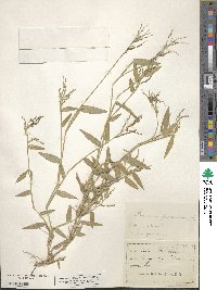 Urochloa reptans image