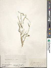 Urochloa reptans image