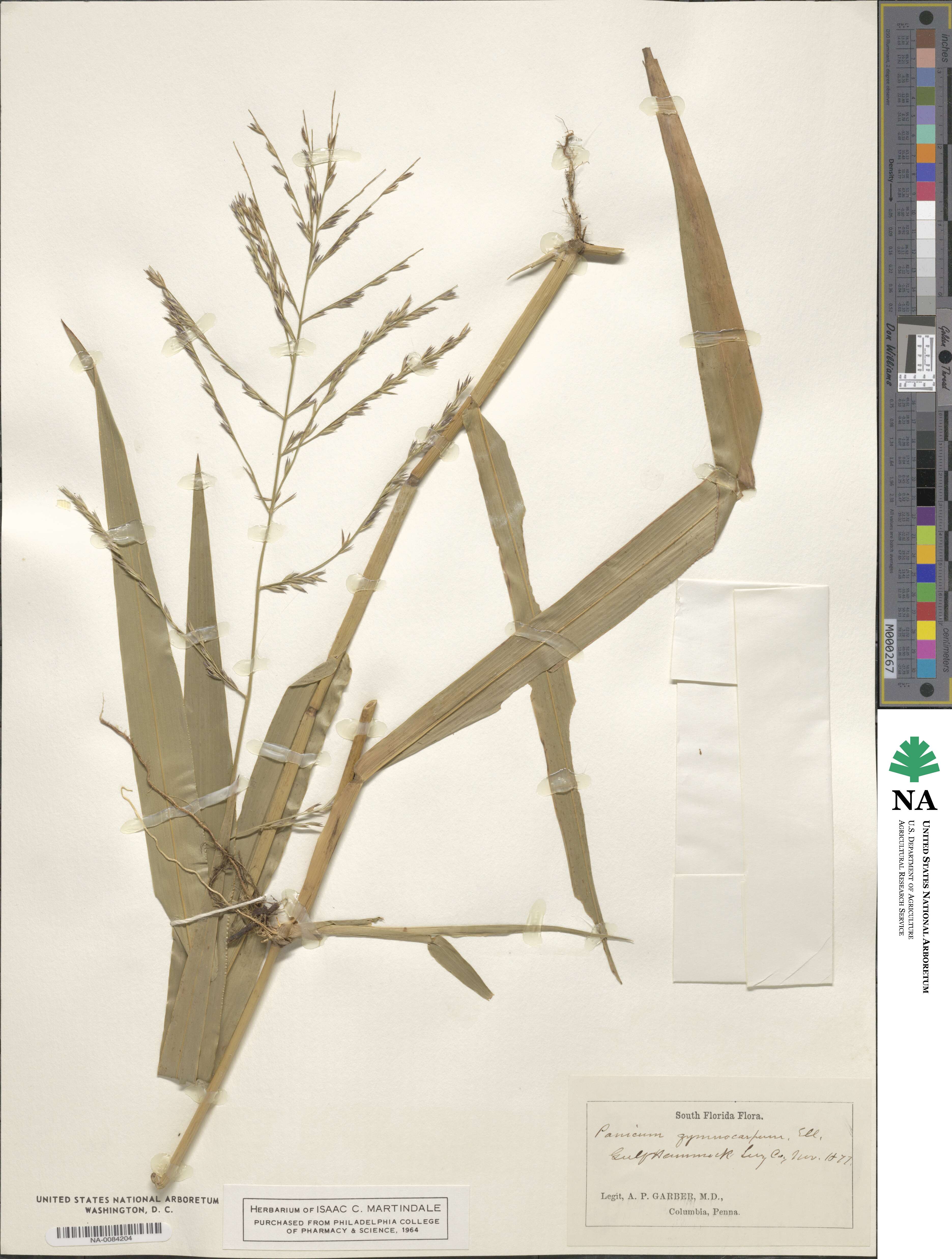 Panicum gymnocarpon image