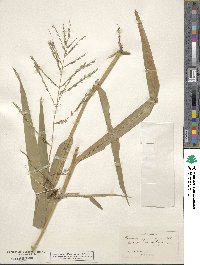 Panicum gymnocarpon image