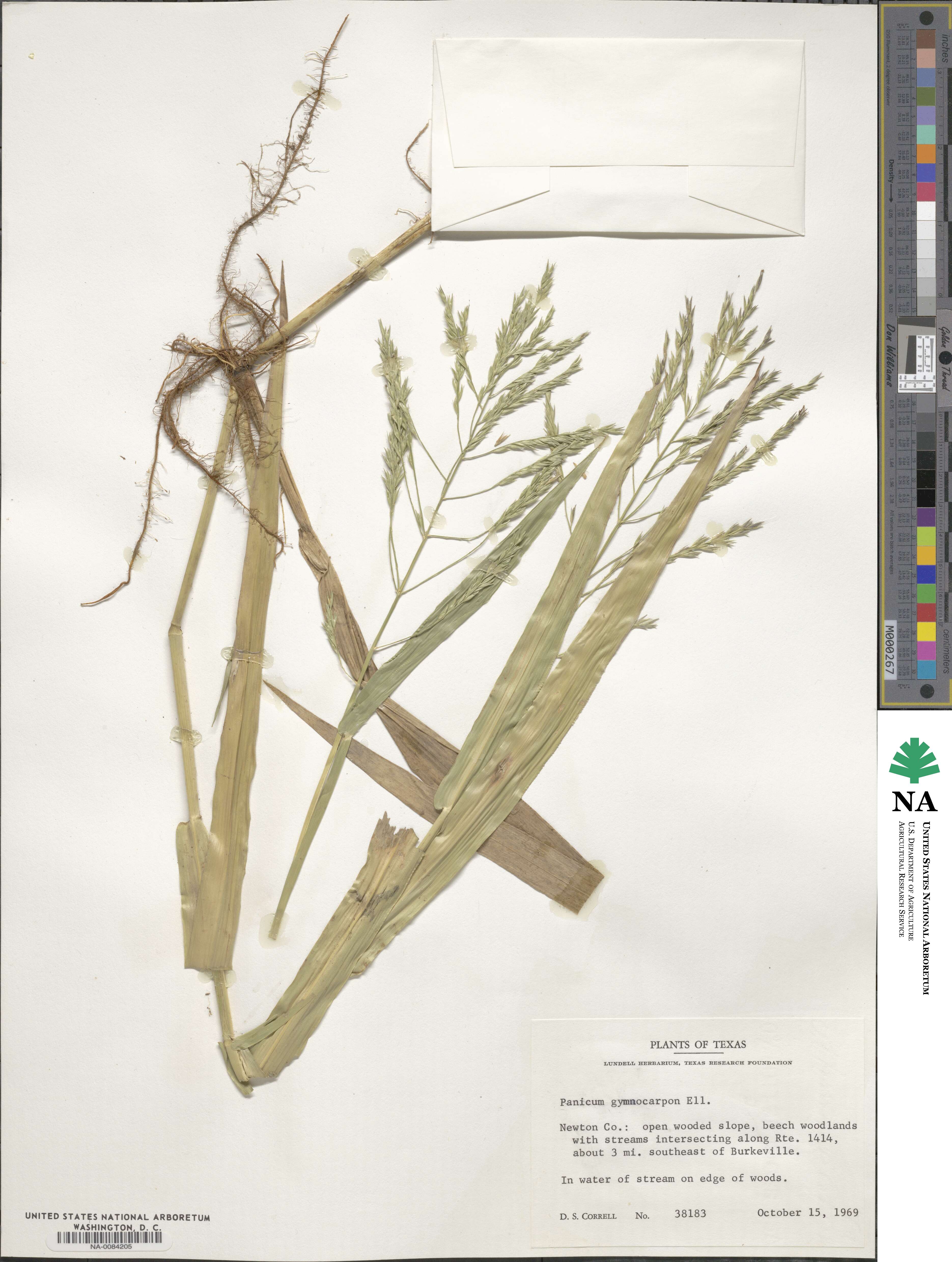 Panicum image
