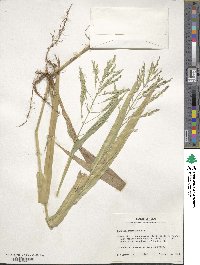 Panicum gymnocarpon image