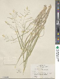 Panicum hallii image