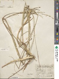 Panicum havardii image