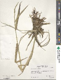 Panicum hemitomon image