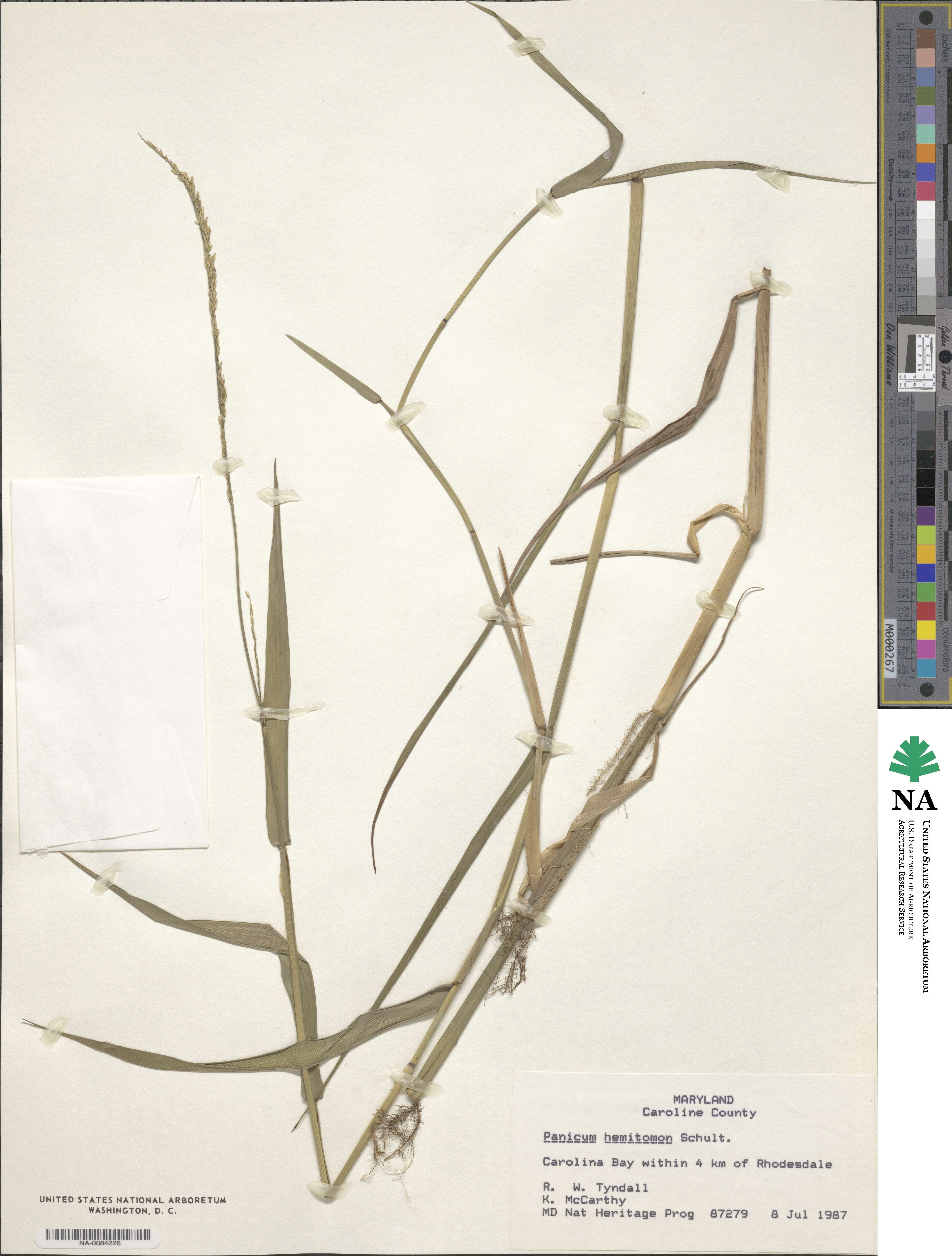 Panicum hemitomon image