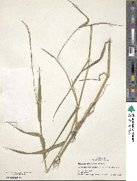 Panicum hemitomon image