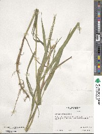 Panicum hemitomon image