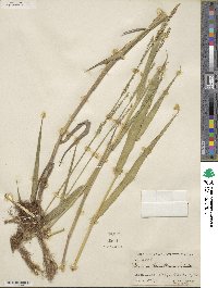 Panicum hemitomon image