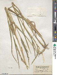 Panicum hemitomon image