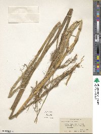 Panicum hemitomon image