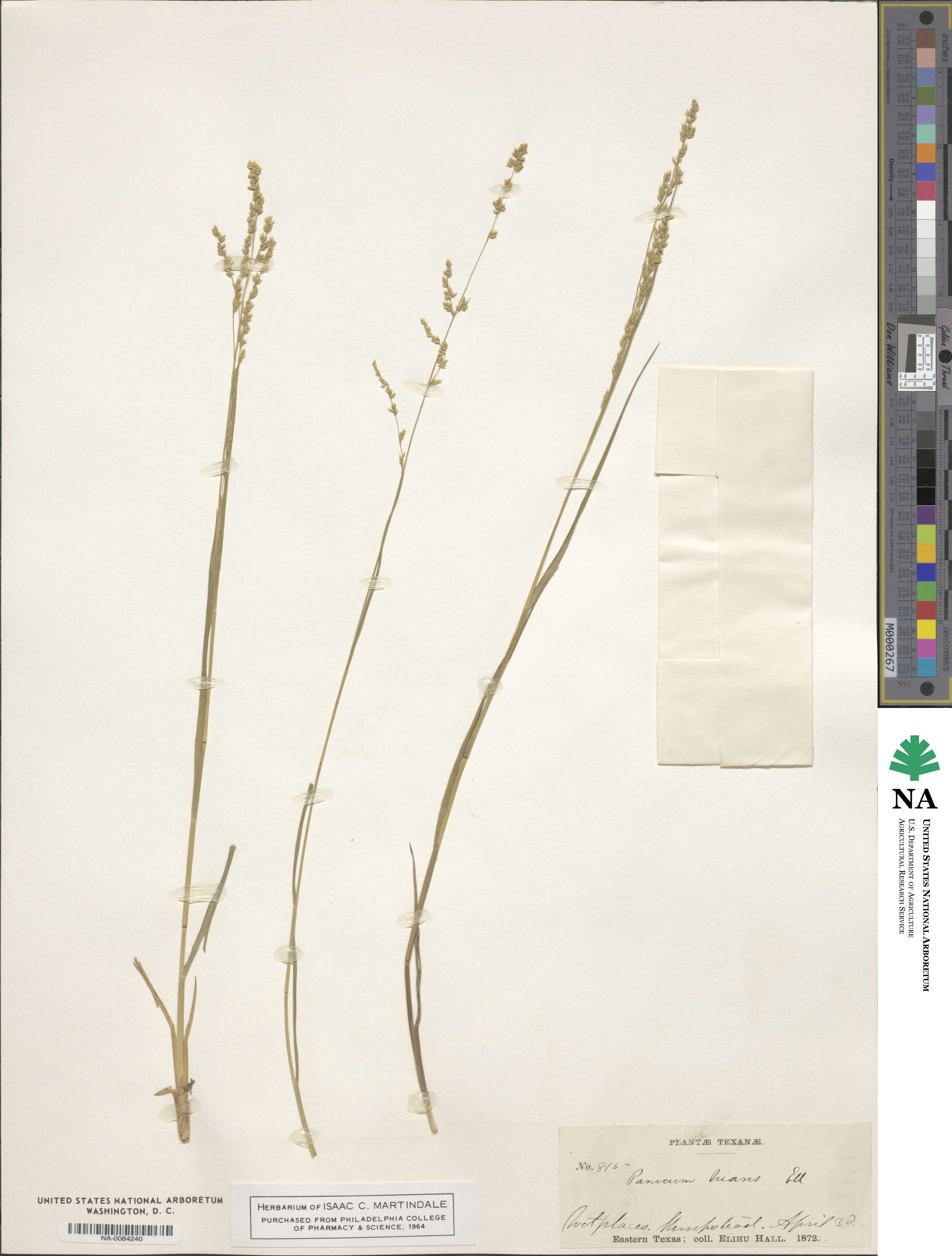 Steinchisma hians image