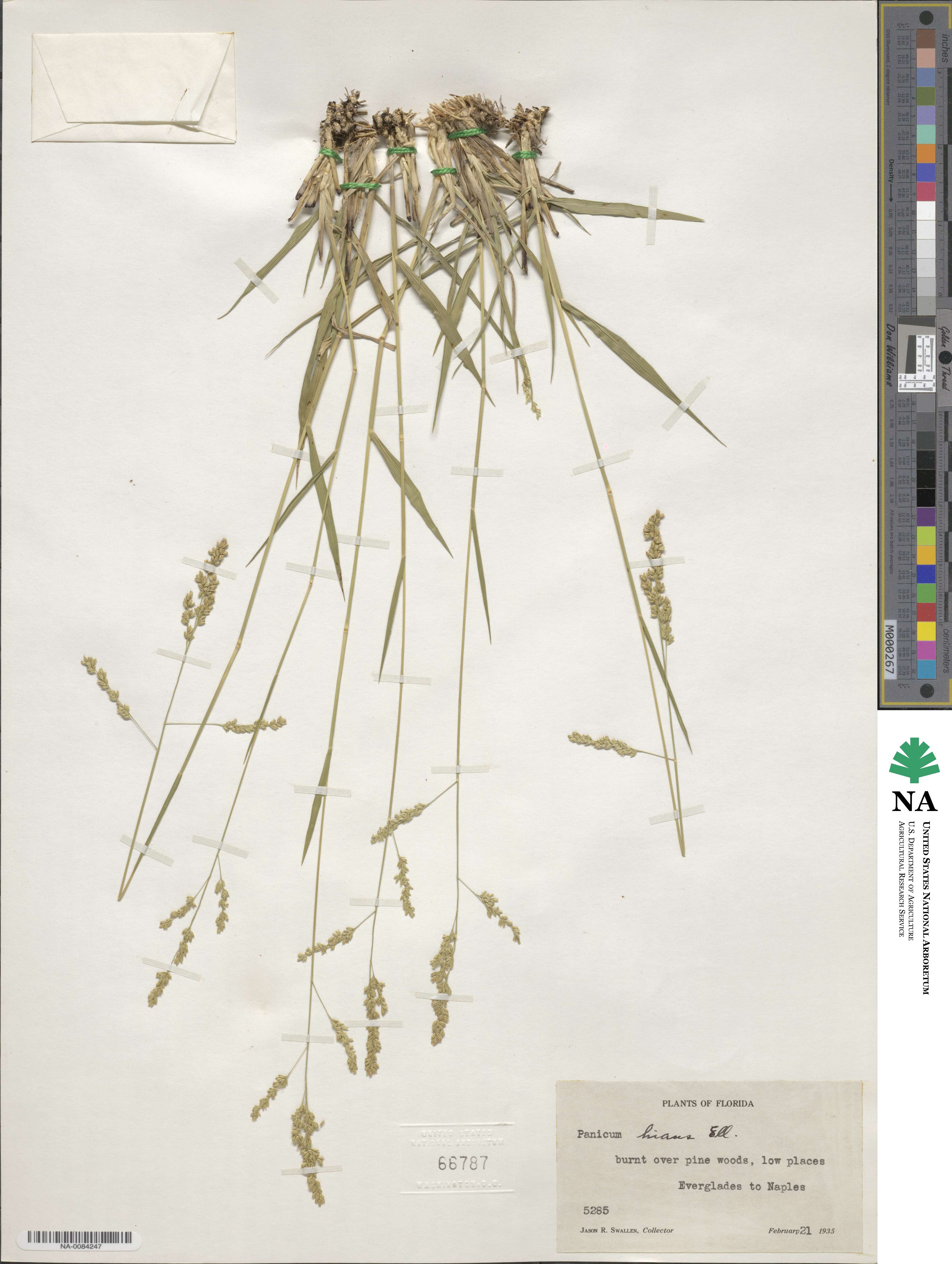Steinchisma hians image