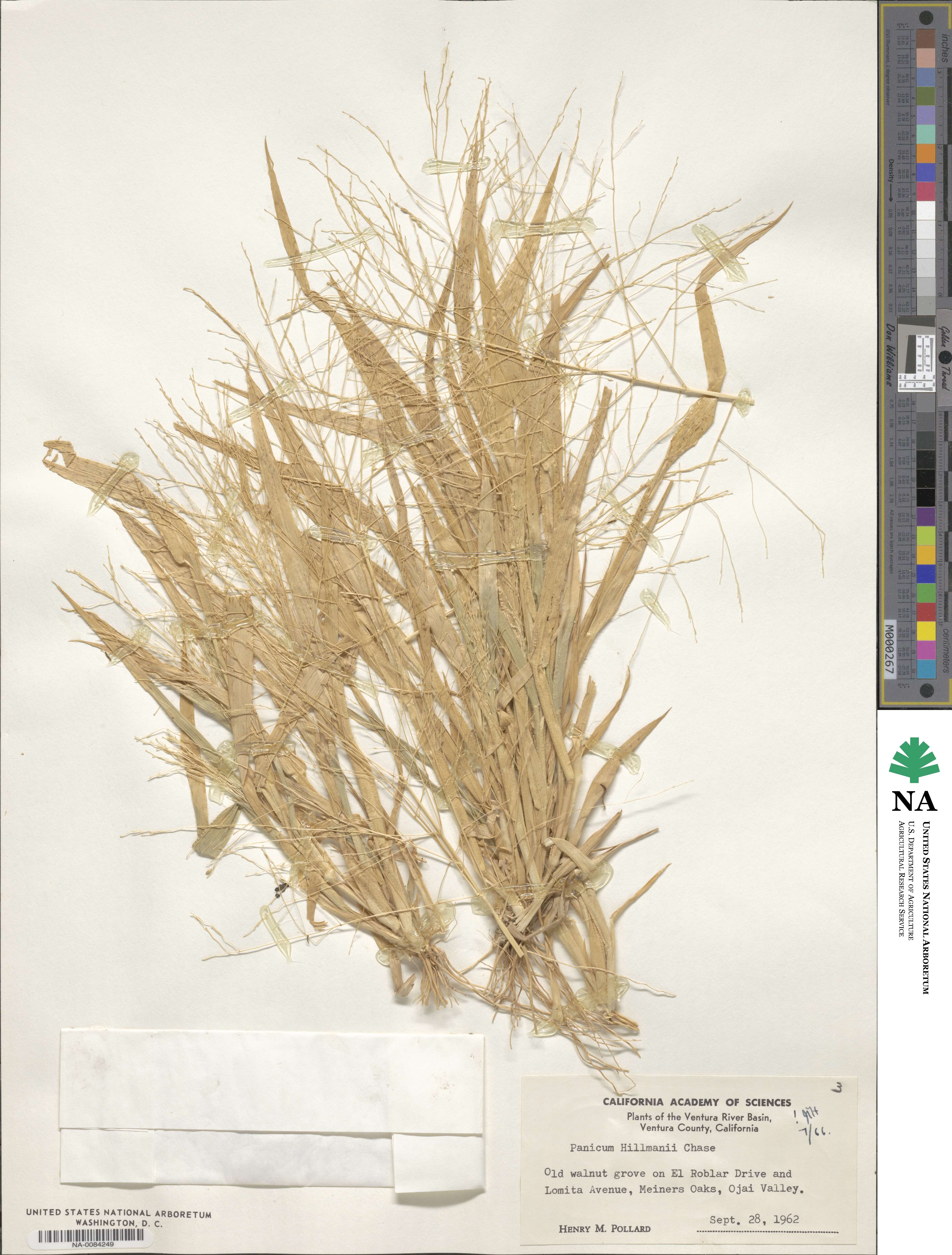 Panicum hillmanii image