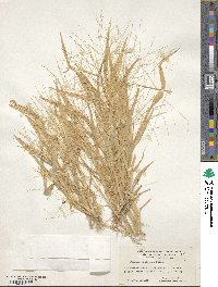 Image of Panicum hillmanii