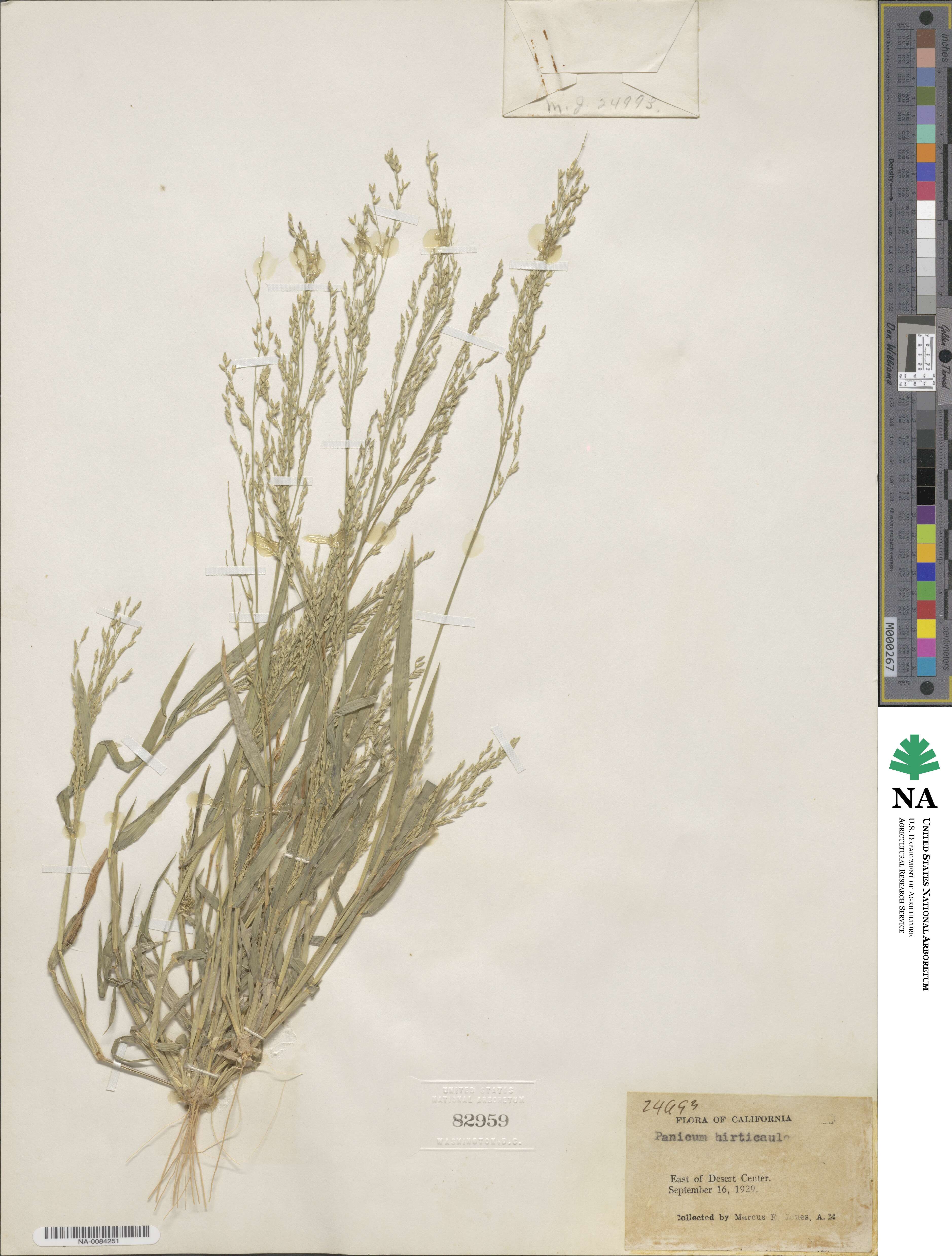 Panicum hirticaule image
