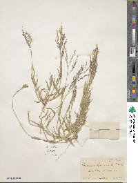 Panicum hirticaule image