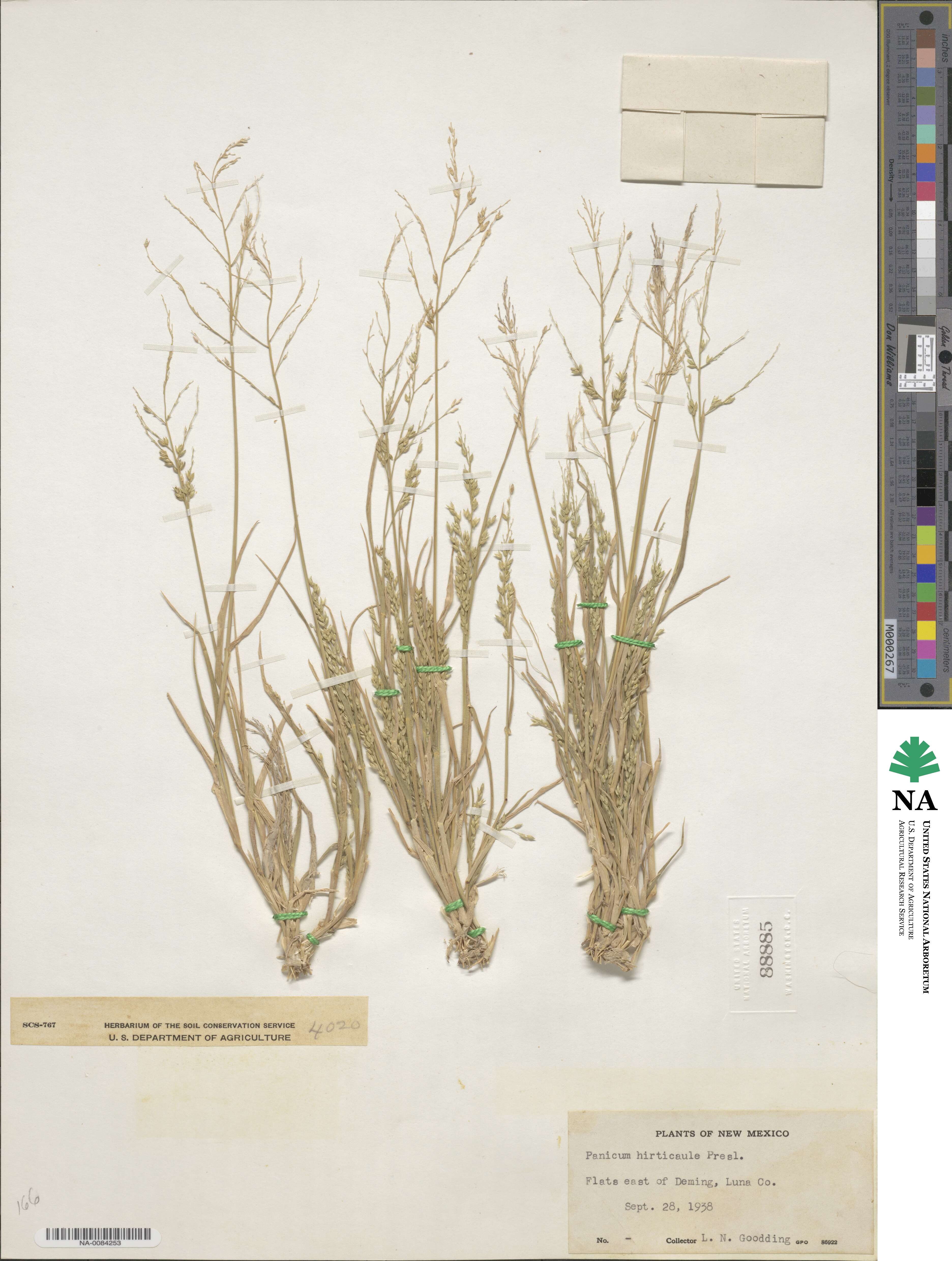 Panicum hirticaule image