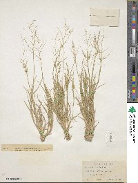 Panicum hirticaule image