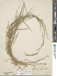 Image of Moorochloa eruciformis