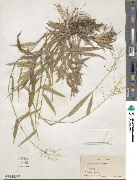 Panicum commutatum image