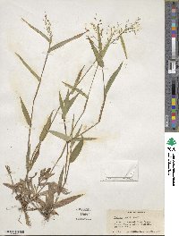 Panicum commutatum image