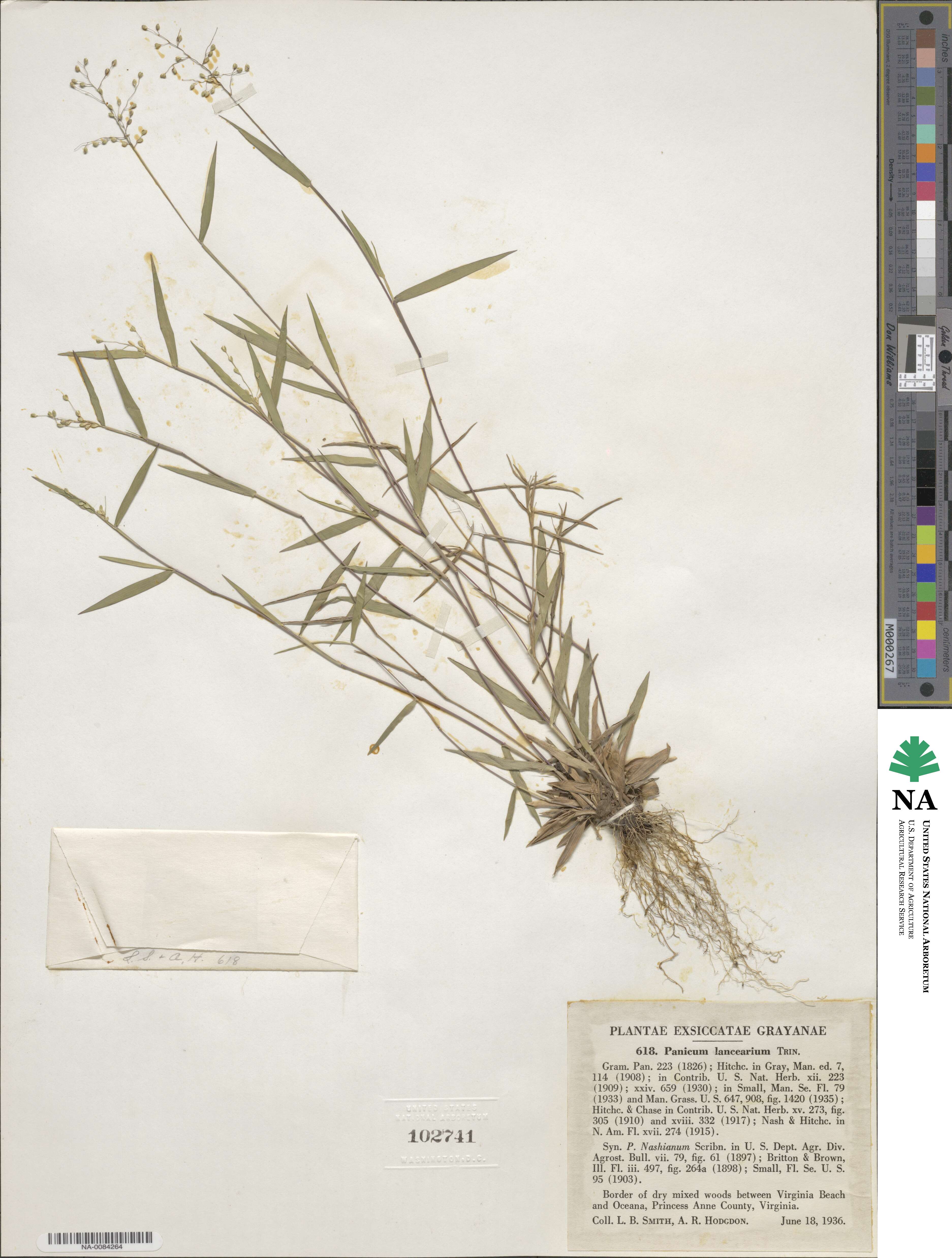 Dichanthelium portoricense image