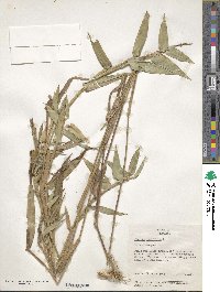 Image of Dichanthelium latifolium