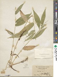 Dichanthelium latifolium image