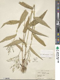 Dichanthelium latifolium image