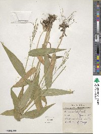 Dichanthelium latifolium image