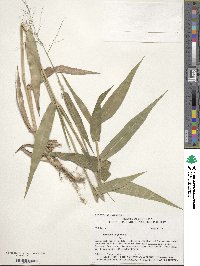 Dichanthelium latifolium image